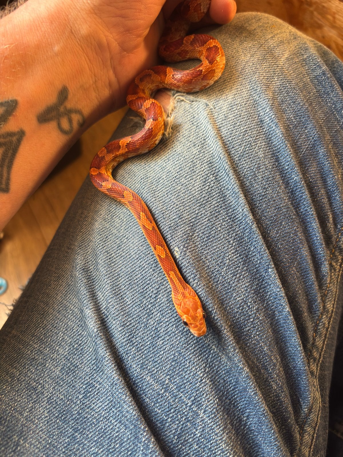 Zeer mooie rattenslangen Rat Snake photo 7