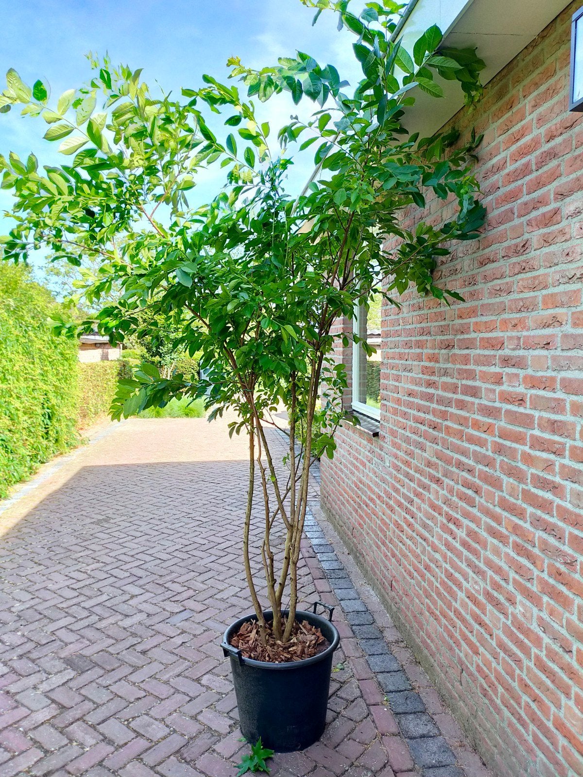 Meerstammige Indische sering (Lagerstroemia), Tuin en Terras, Overige soorten, 250 tot 400 cm, Zomer, Ophalen