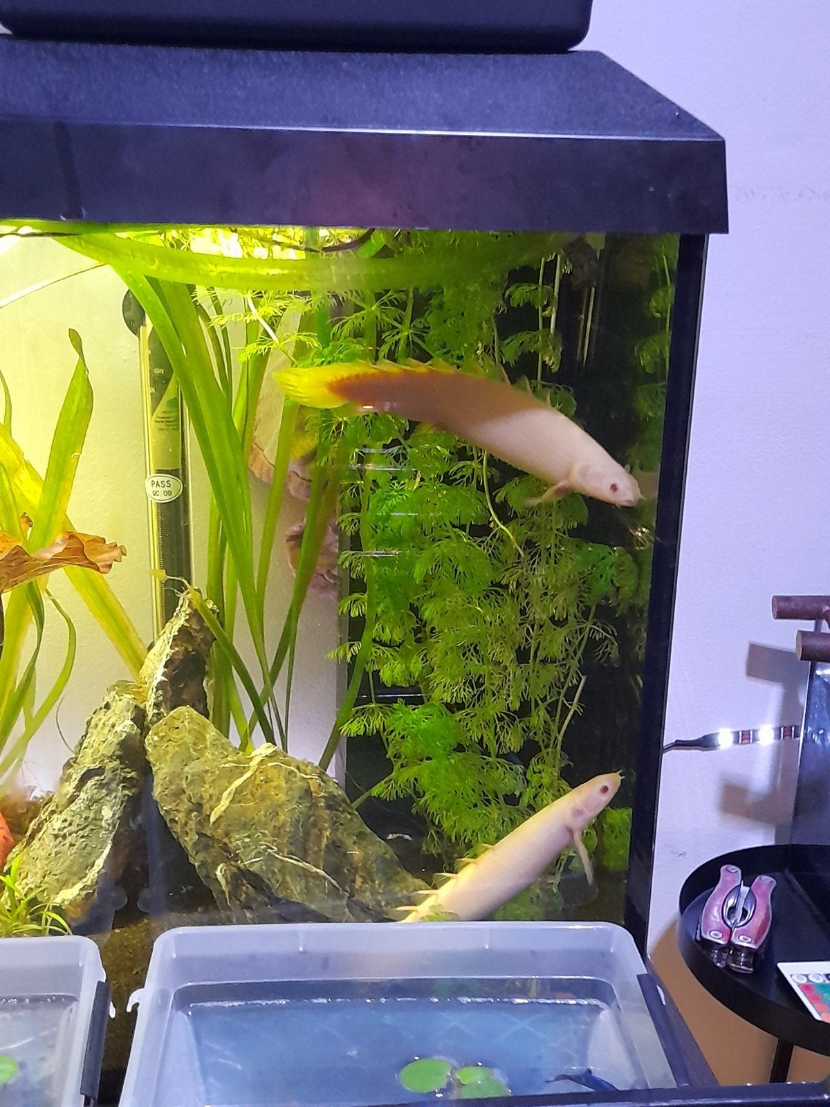 2 albino kwastvinsnoeken, Overige typen, Zoetwatervis, Schoolvis