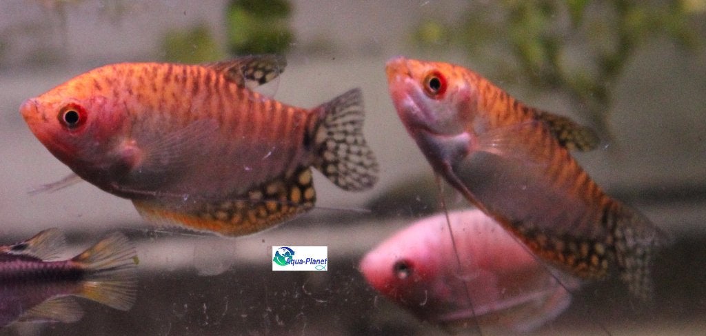 Goud Gourami, Dieren en Toebehoren, Vissen | Aquariumvissen, Vis, Zoetwatervis