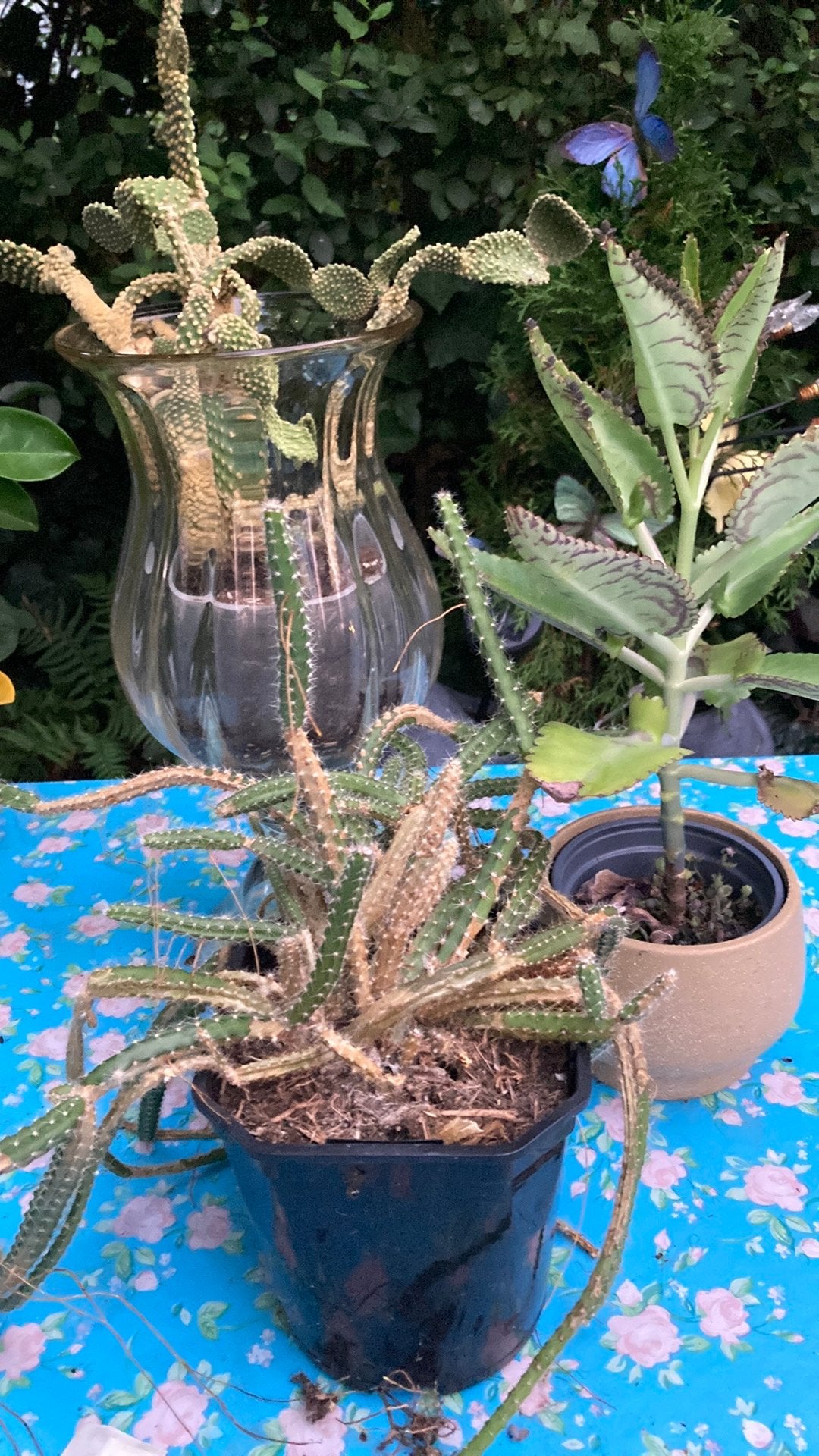 Gratis planten (cactus en verplant), Ophalen, Overige soorten, Volle zon