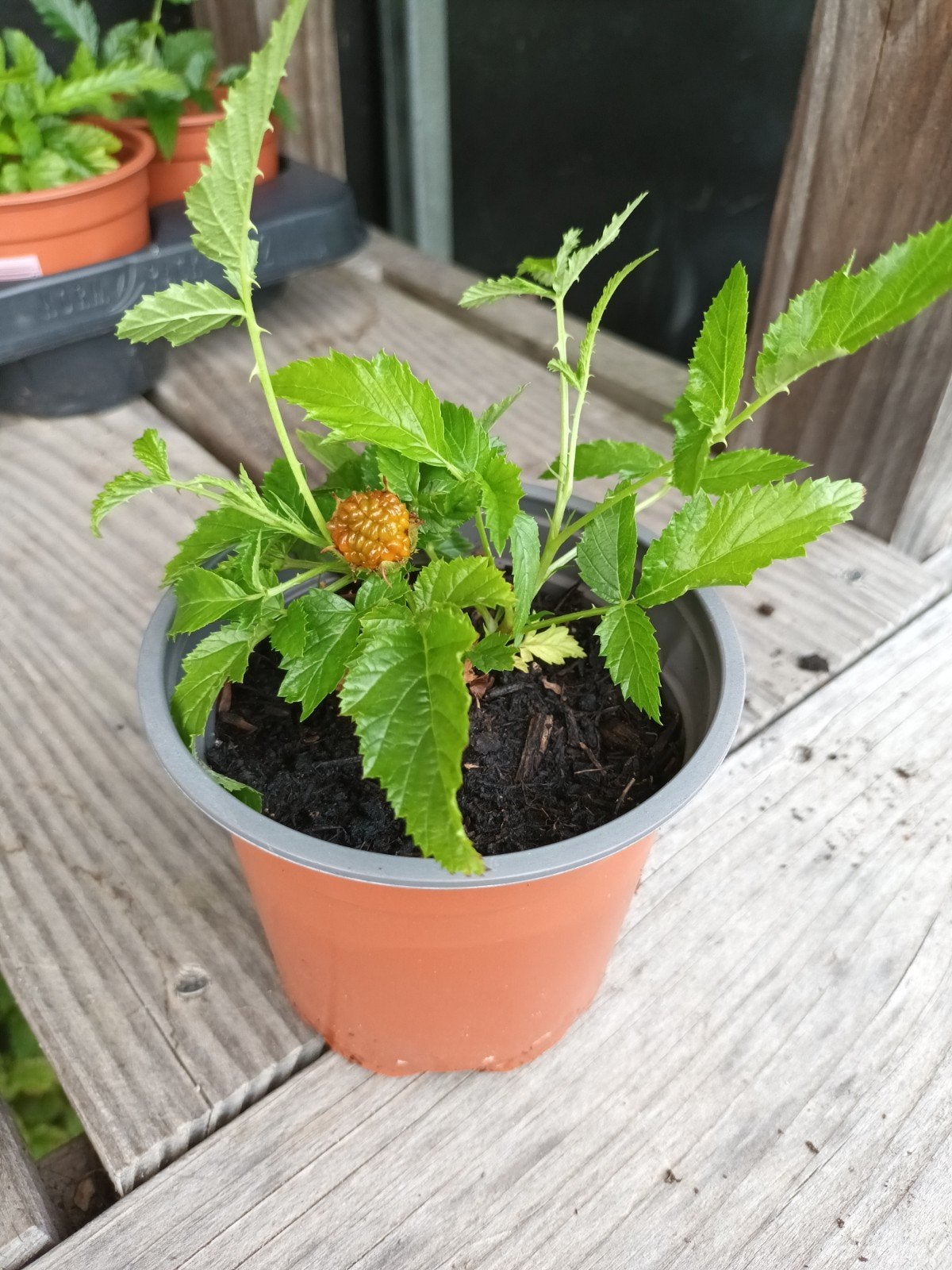 Gele Scandinavische Kruipframboos - Fruitplant, Ophalen, Vaste plant, Fruitplanten
