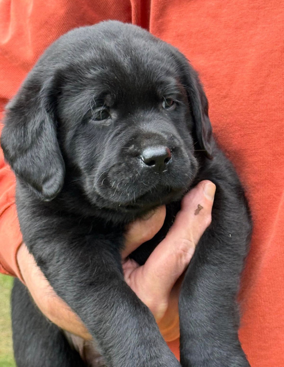 Zwarte Labrador pups, stamboom, sociale voll. geteste ouders, Parvo, 8 tot 15 weken, Labrador retriever, Meerdere