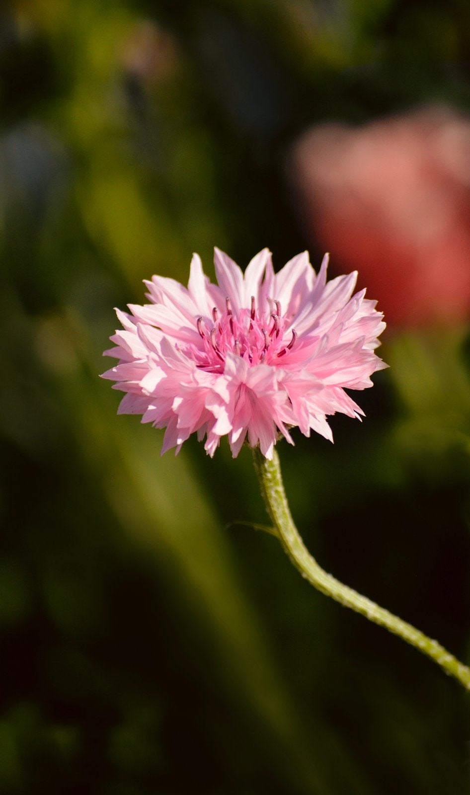 Roze Korenbloem - Zaden uit eigen gifvrije tuin, Tuin en Terras, Ophalen of Verzenden, Najaar, Volle zon, Zaad