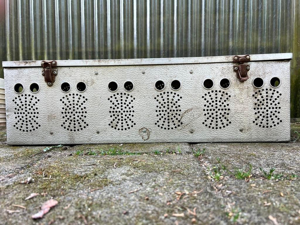 Duiven transportkorf, Dieren en Toebehoren, Meerdere dieren, Postduif
