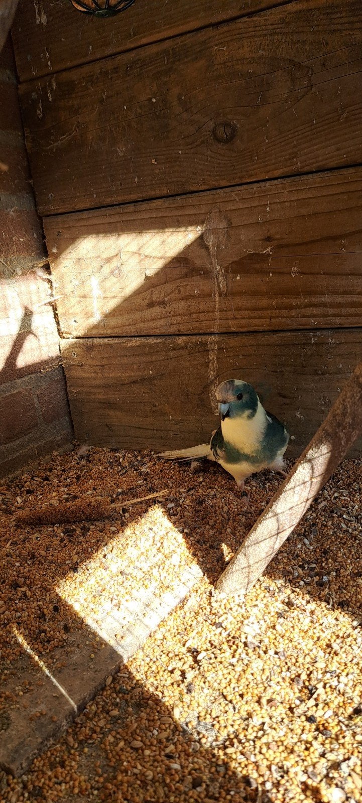 jonge kakariki  man geringd (buiten voliere), Dieren en Toebehoren, Geringd