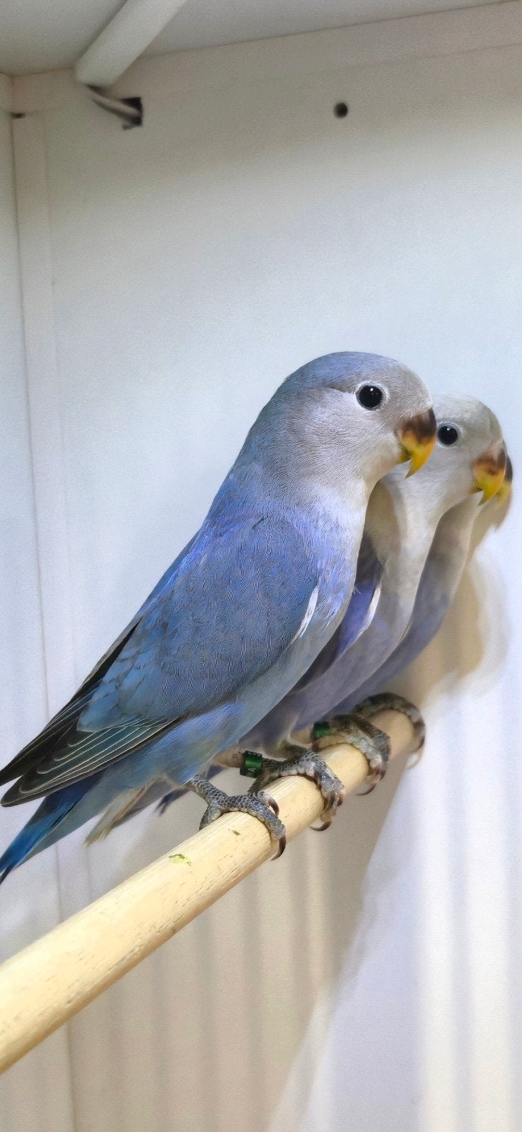 Mooie jonge roseicollies, Meerdere dieren, Dwergpapegaai of Agapornis, Geringd