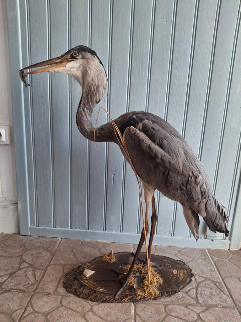 Opgezette Reiger met Vis - Uniek decoratiestuk taxidermie, Verzamelen, Ophalen, Zo goed als nieuw, Opgezet dier
