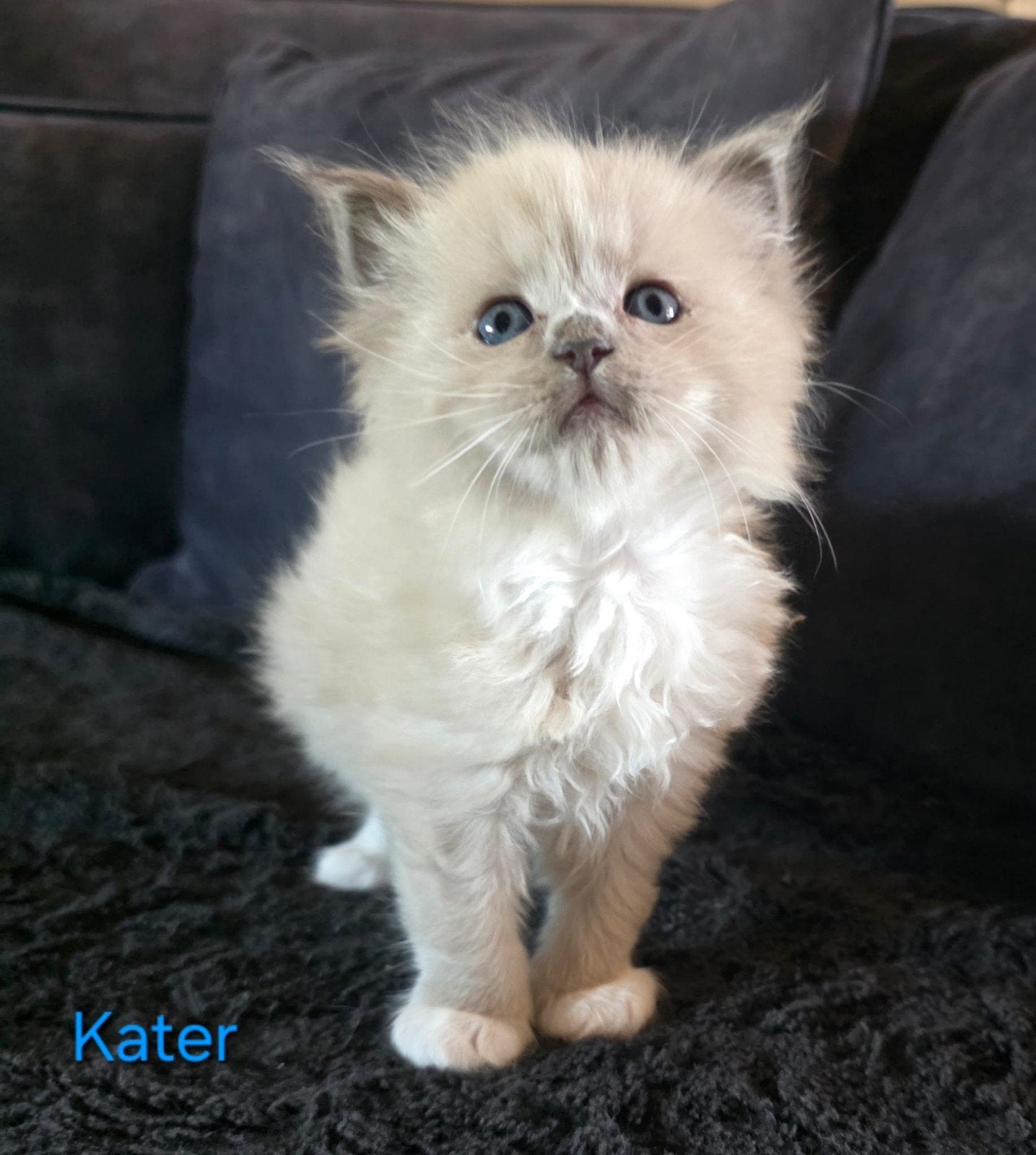 ️lieve ragdoll kittens zoeken een 4 ever home, Dieren en Toebehoren, Meerdere dieren, Ontwormd