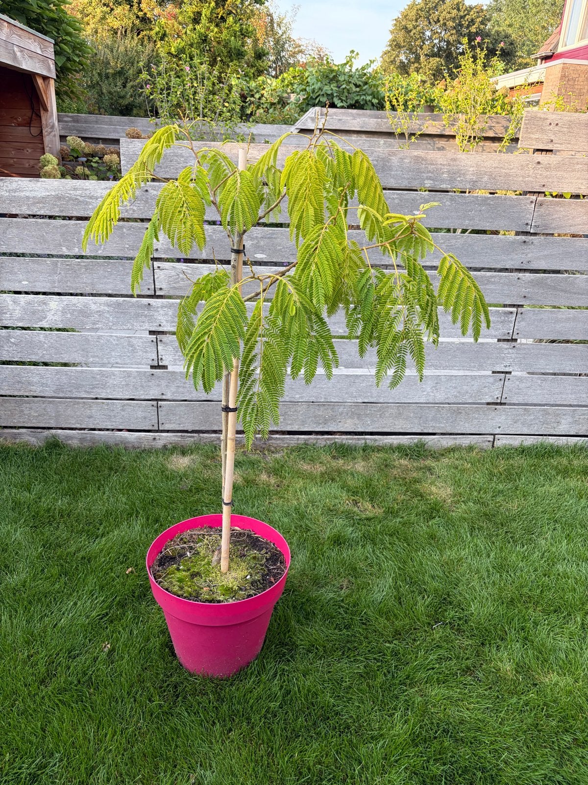 Albizia Perzische slaapboom - 1.20m hoog, Tuin en Terras, Overige soorten, 100 tot 250 cm, Zomer, Ophalen