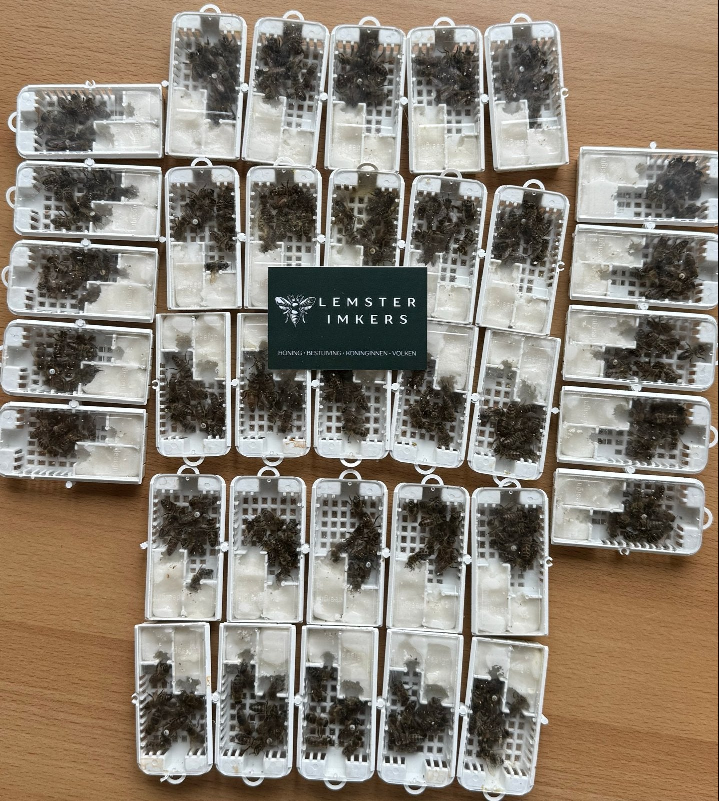 Carnica p-moeren, Dieren en Toebehoren, Insecten en Spinnen, Bijen