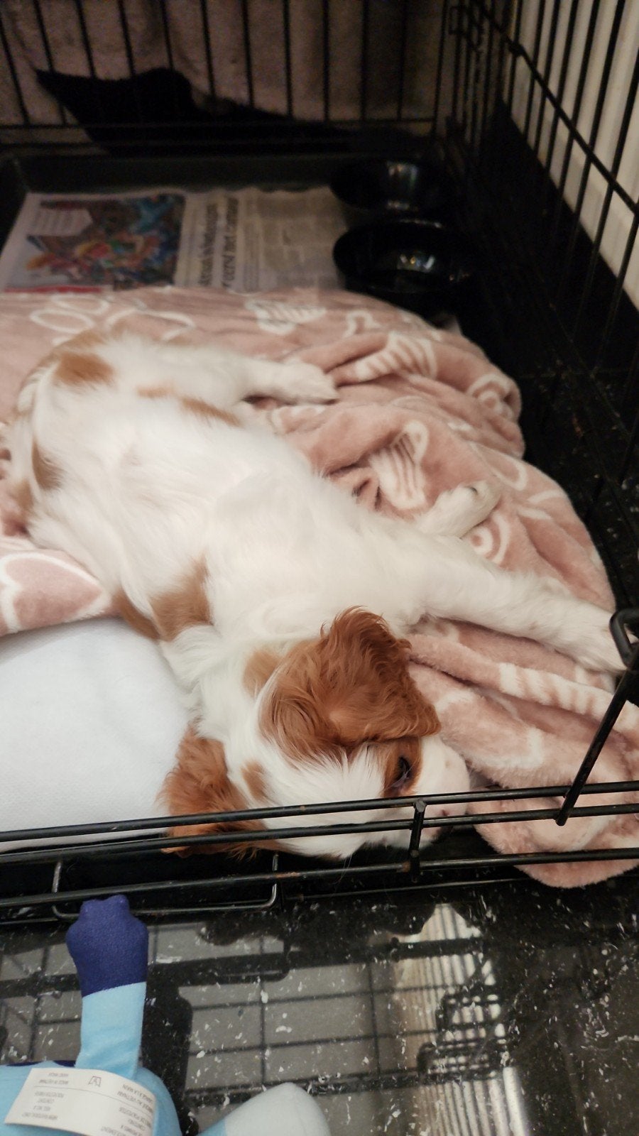 Cavalier king charles spaniel pup, 15 weken tot 1 jaar, Teef, Eén hond, Spaniël