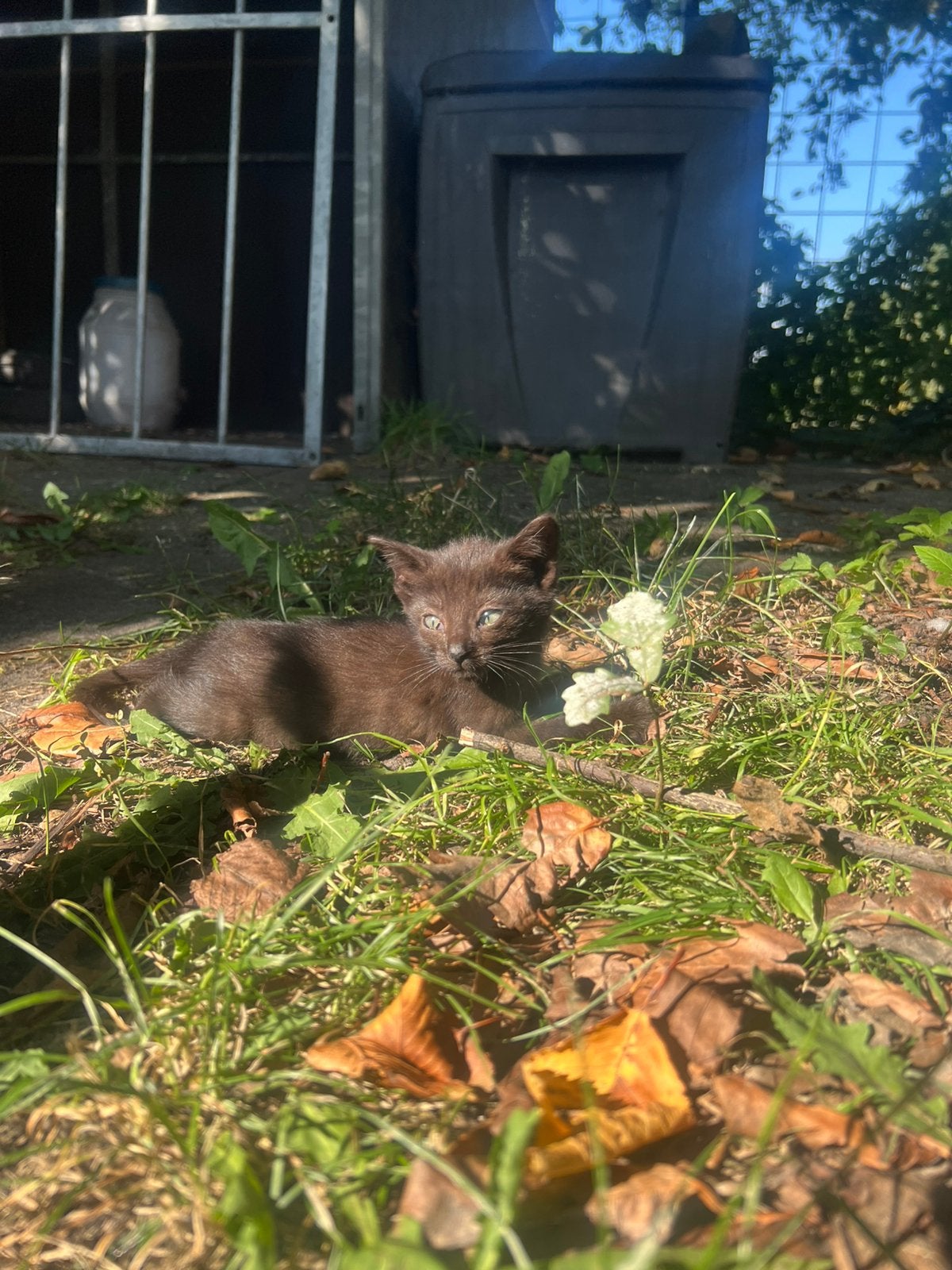 boerderij kittens, Meerdere dieren