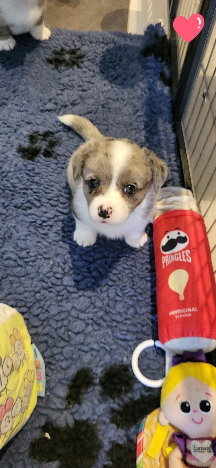 Welsh corgi cardigan, blue merle, mogen al naar nieuw huisje, 8 tot 15 weken, CDV (hondenziekte), Meerdere, Meerdere dieren