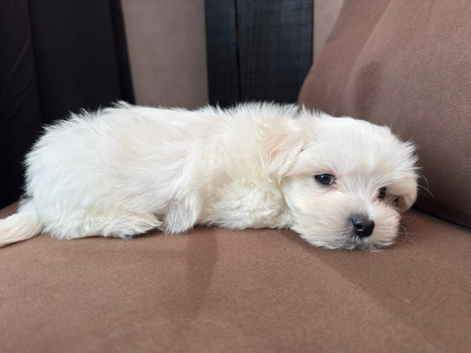 prachtige Maltezer pups, Maltezer, Reu, CDV (hondenziekte), 8 tot 15 weken
