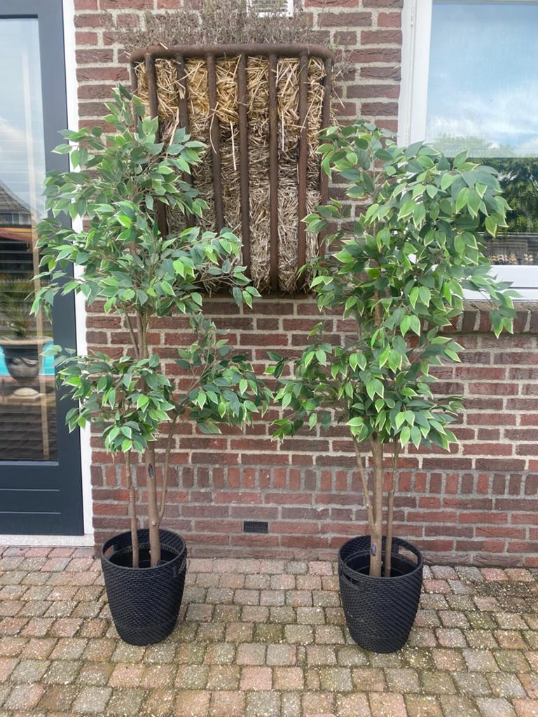 Kunstplanten ficus 180cm hoog met potten 2 stuks, Tuin en Terras, Planten | Bomen, Ophalen, In pot, Overige soorten, 100 tot 250 cm