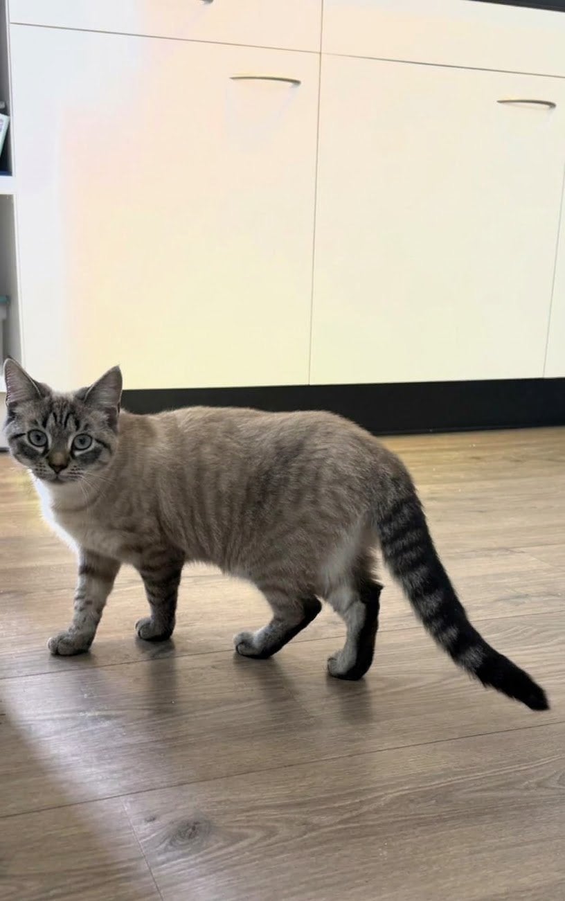 Kitten 6 maanden, Dieren en Toebehoren, 0 tot 2 jaar
