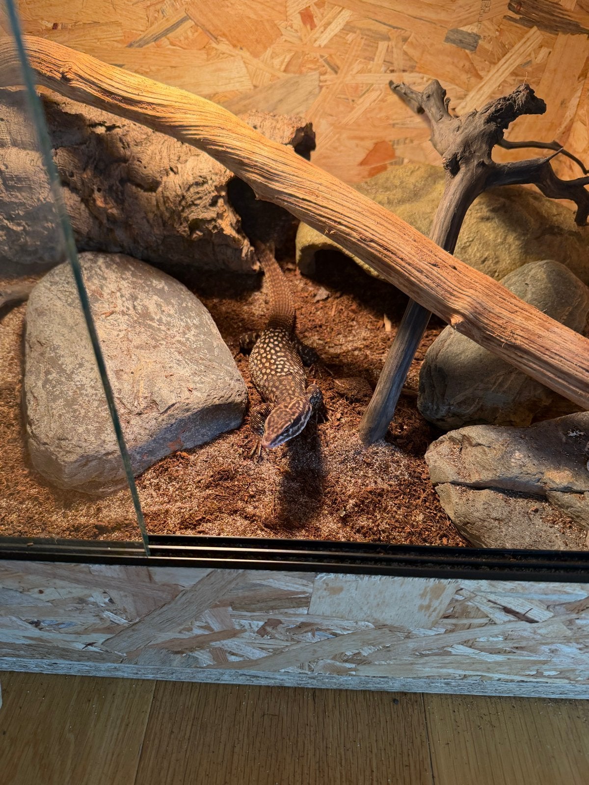 Varanus acanthurus 1.0 jaar oud Monitor Lizard - male for sale from zeex