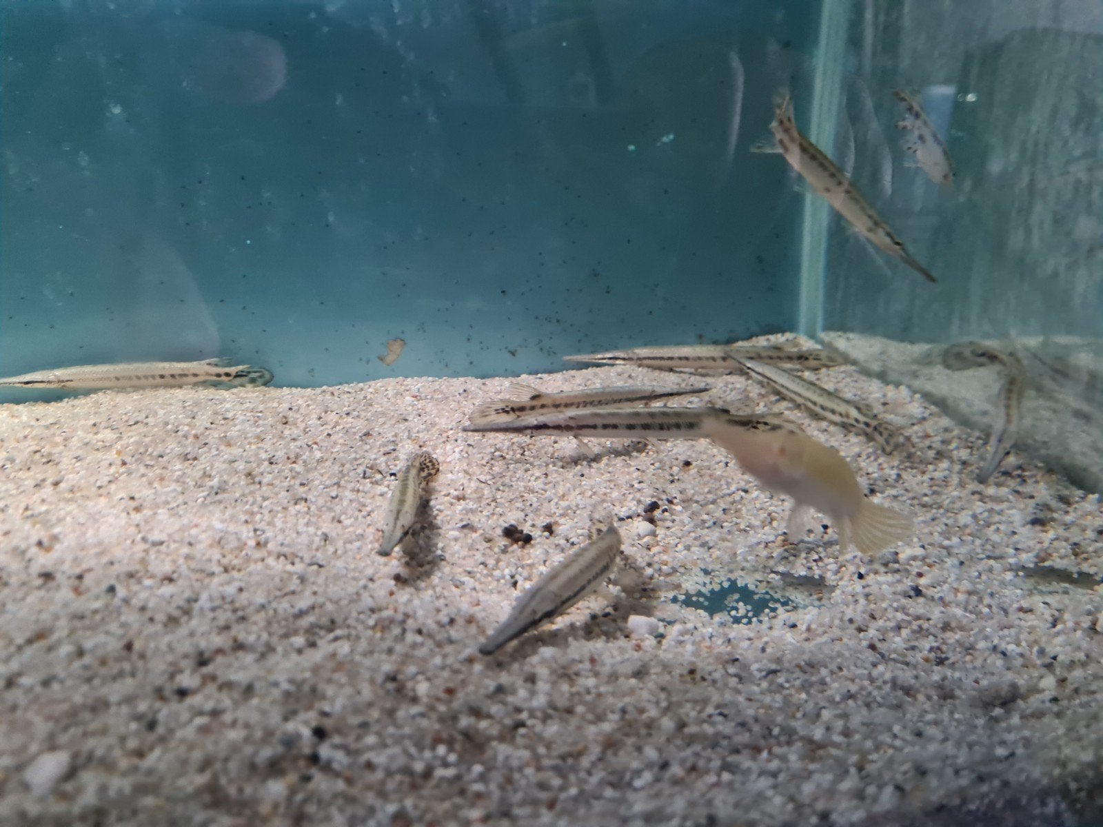 spotted gars, Lepisosteus Oculatus, Beensnoek, Dieren en Toebehoren, Vis, Zoetwatervis