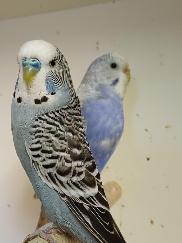 KOPPEL GRASPARKIETEN BROEDRIJP GRIJS/BLAUW MELANISTIC, Dieren en Toebehoren, Vogels | Parkieten en Papegaaien, Meerdere dieren