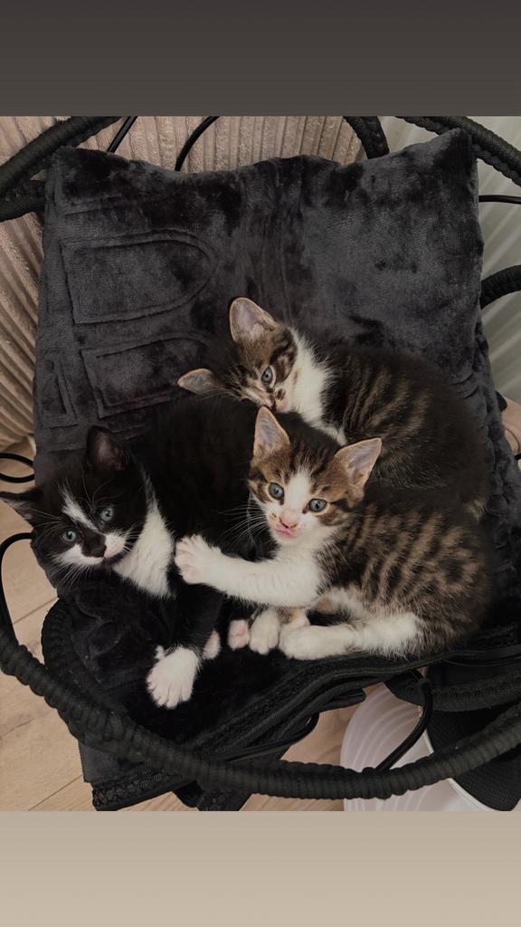 Nog 1 kater over. zwart wit, Dieren en Toebehoren, Katten en Kittens | Overige Katten, Kater