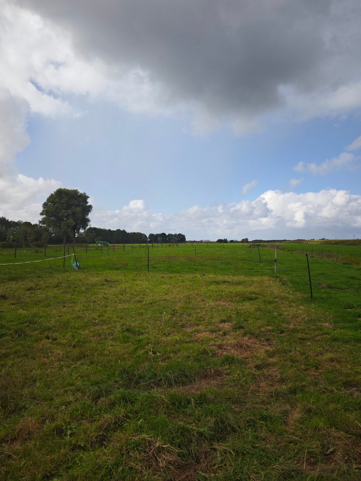 Gezocht: tijdelijke schapen voor ons weilandje, Meerdere dieren, Schaap
