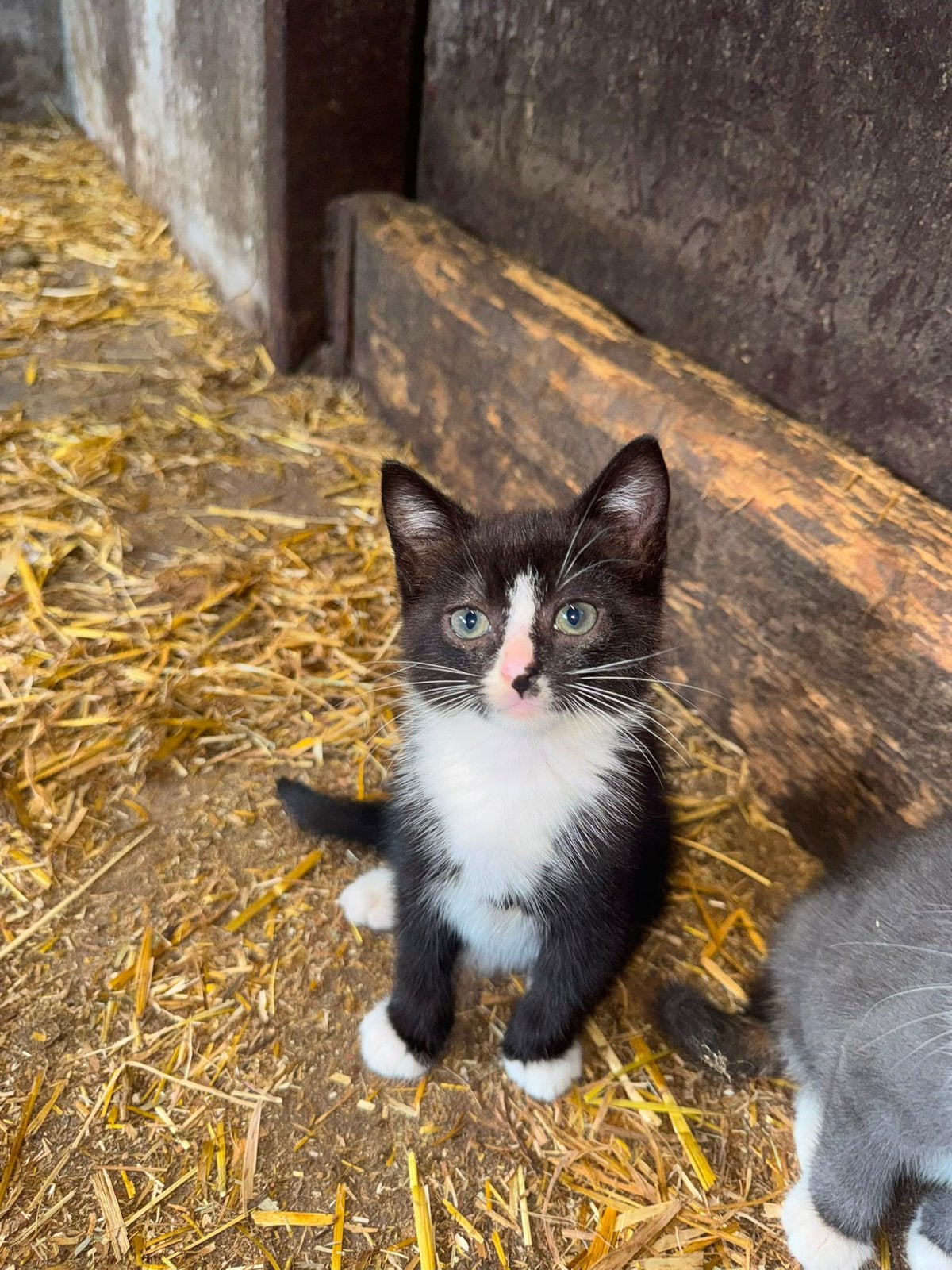 Super lieve en tamme kitten mag verhuizen!, Meerdere dieren