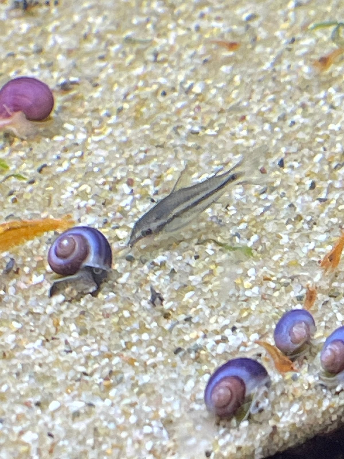 Corydoras Pygmaeus, Dieren en Toebehoren, Vissen | Aquariumvissen, Vis, Zoetwatervis, Schoolvis