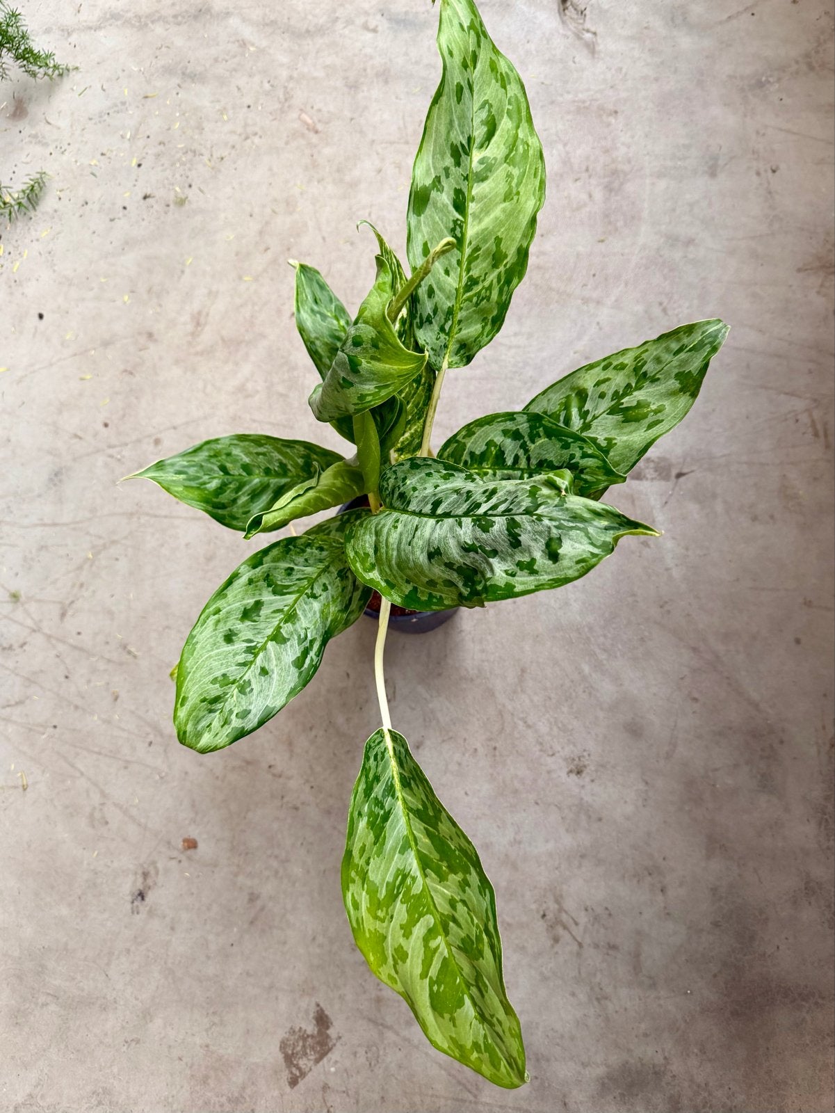 Aglaonema 'Peacock' P17, Ophalen of Verzenden
