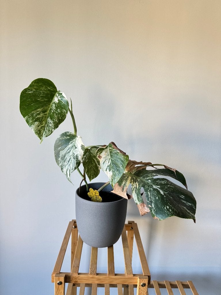 Monstera Albo, Huis en Inrichting, Kamerplanten, Ophalen, Volledige schaduw, Overige soorten, In pot