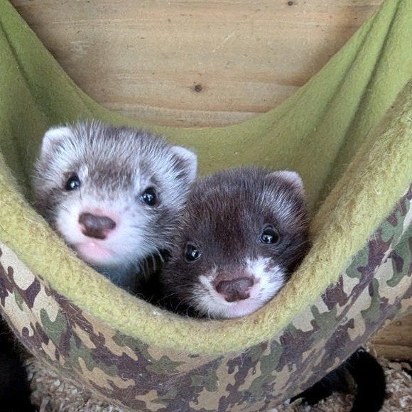 fretten pups, Dieren en Toebehoren, Overige Dieren, Mei, Meerdere dieren