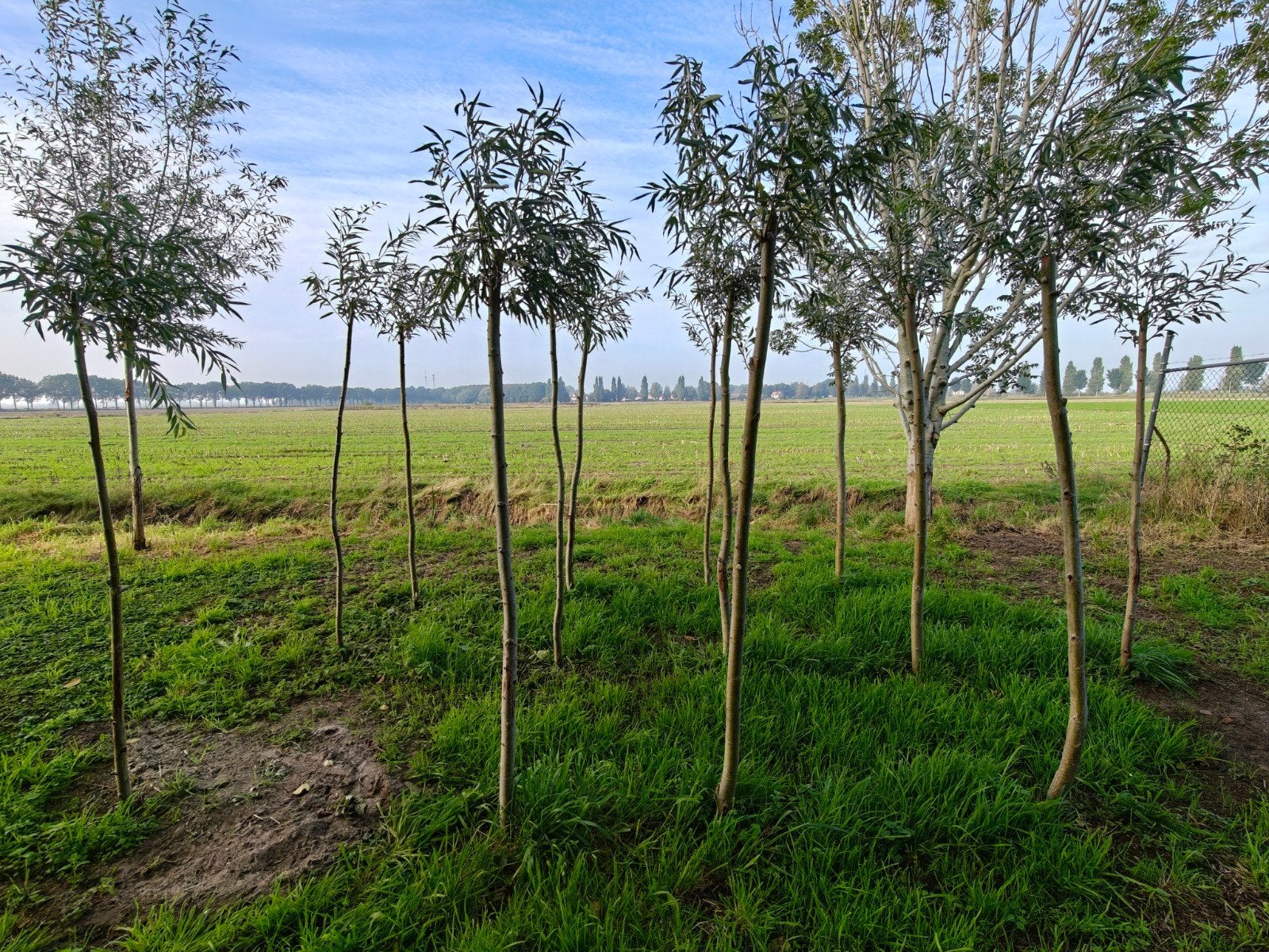 Knotwilgen - Diverse Maten, Direct uit de Volle Grond, Ophalen, Overige soorten, 100 tot 250 cm