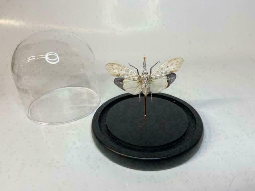 Stolp met Pyrops Astarte White (opgezette insecten), Verzamelen, Dierenverzamelingen, Ophalen of Verzenden, Nieuw, Insect, Opgezet dier