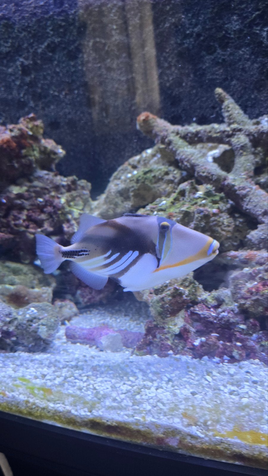 Rhinecanthus Aculeatus trekkers vis, Vis