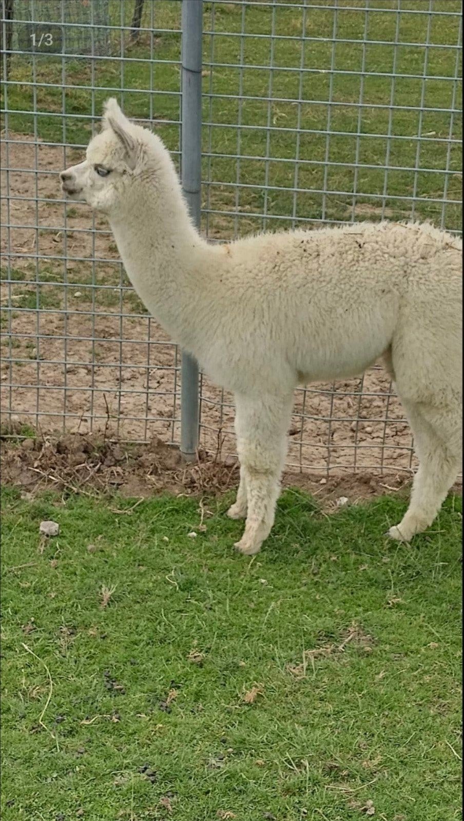 Alpaca hengst te koop!!, April, Mannelijk
