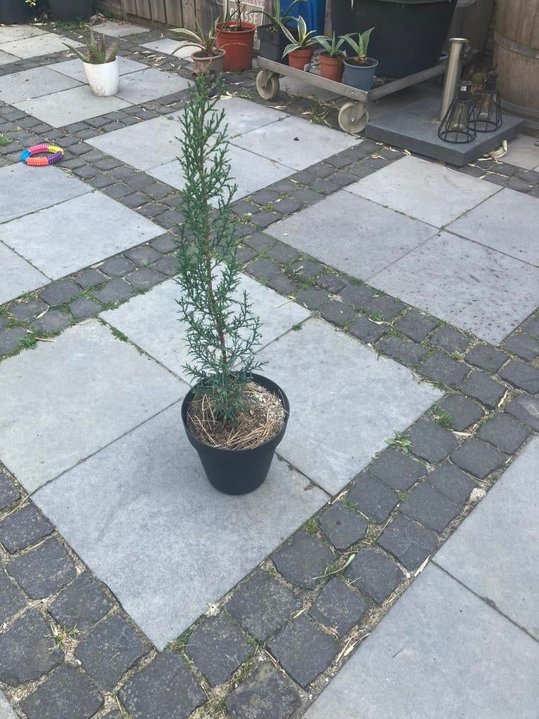 Cipres uit frankrijk, Tuin en Terras, Planten | Bomen, Ophalen, Volle zon, Overige soorten, Minder dan 100 cm