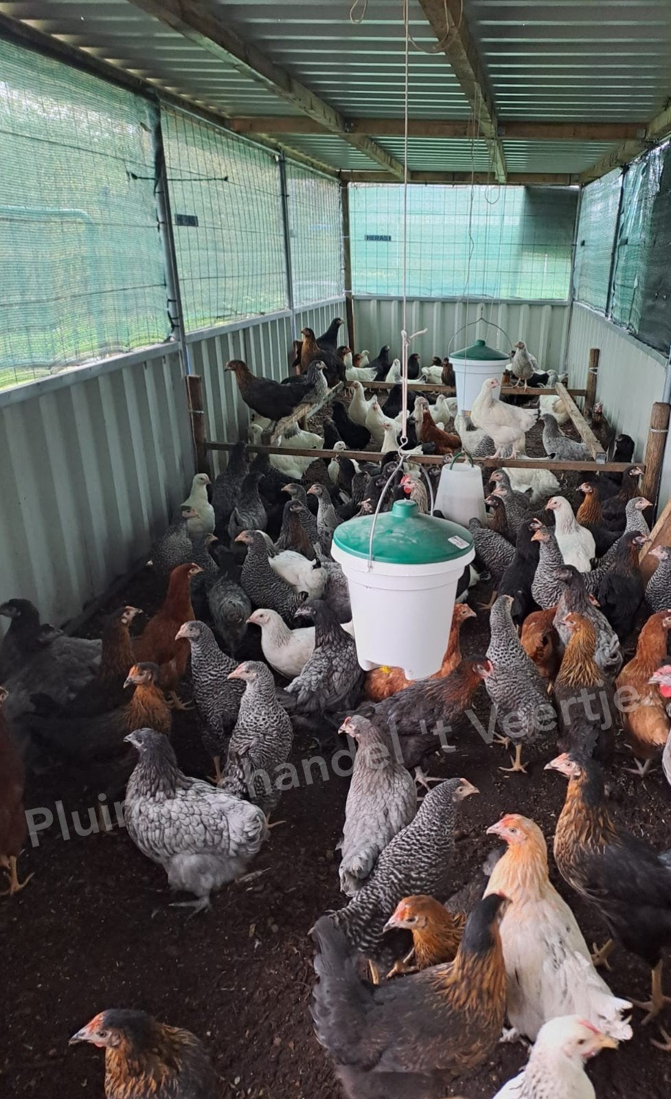 Jonge legkippen leghennen koekoek sussex araucana en meer, Vrouwelijk, Kip