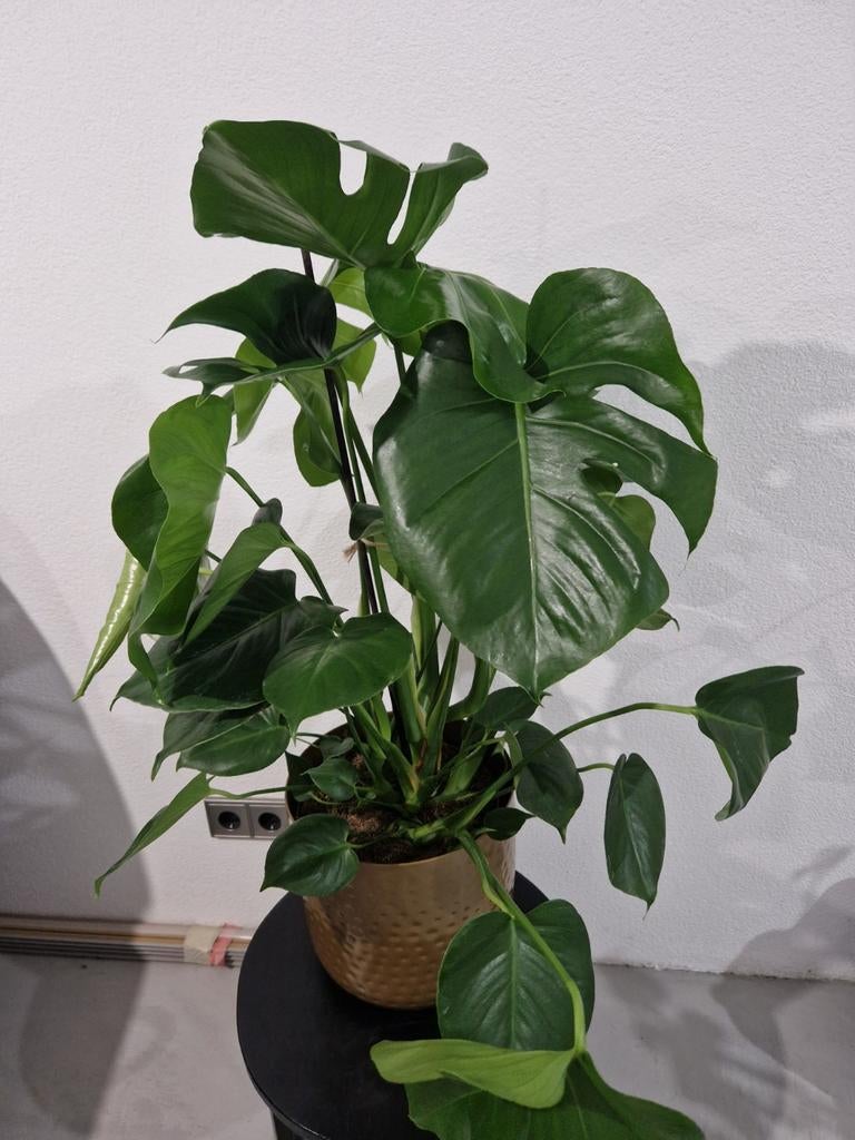 Planten, Ophalen, Halfschaduw, Minder dan 100 cm