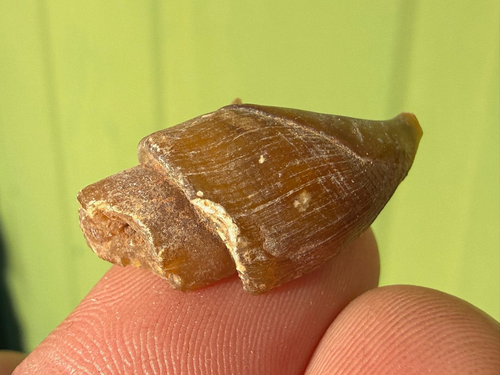 Turitella fossiel, Ophalen of Verzenden, Fossiel
