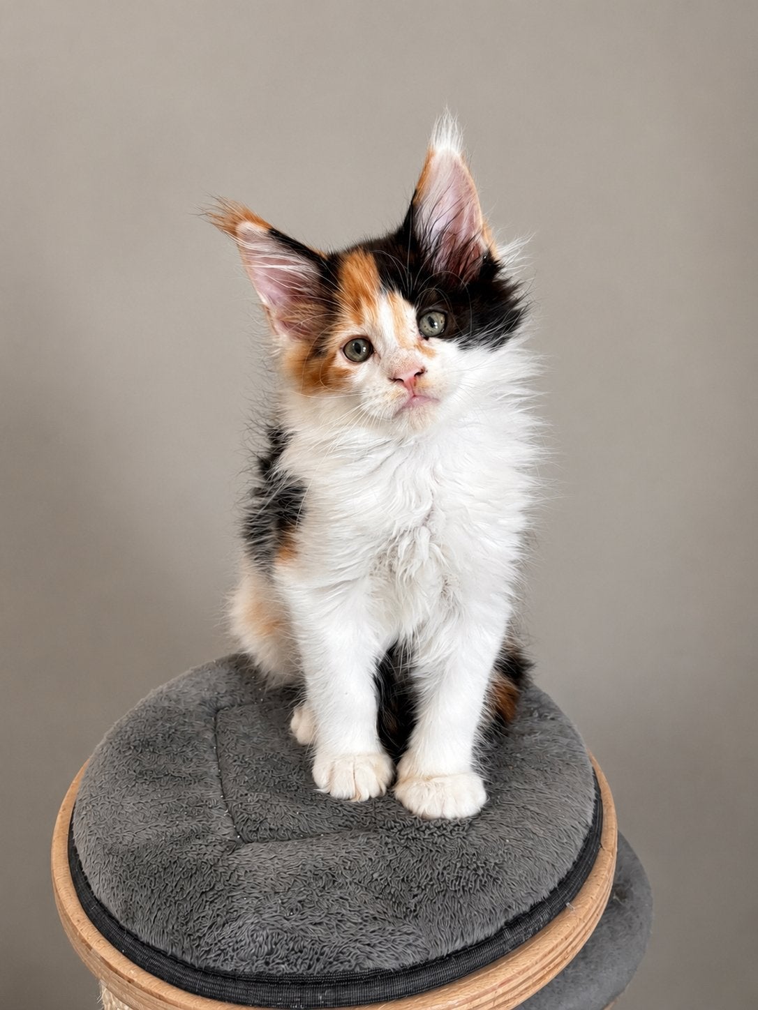 Prachtige Maine Coon kitten beschikbaar ️, Poes, Met stamboom, 0 tot 2 jaar