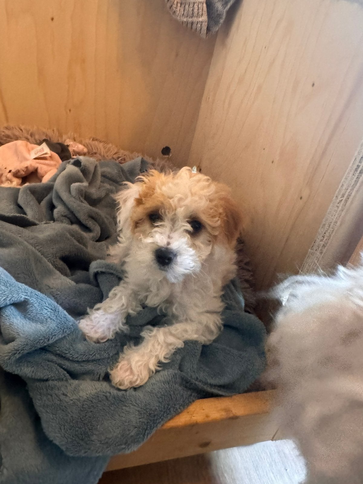 Labradoodle pupje teefje, Dieren en Toebehoren, 8 tot 15 weken, Meerdere, Meerdere dieren, Klein