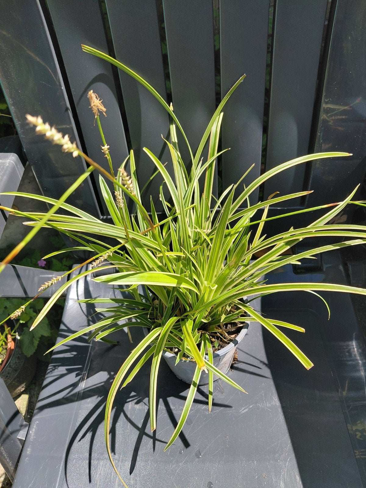Carex, Tuin en Terras, Planten | Tuinplanten, Ophalen, Vaste plant, Siergrassen, Bloeit niet