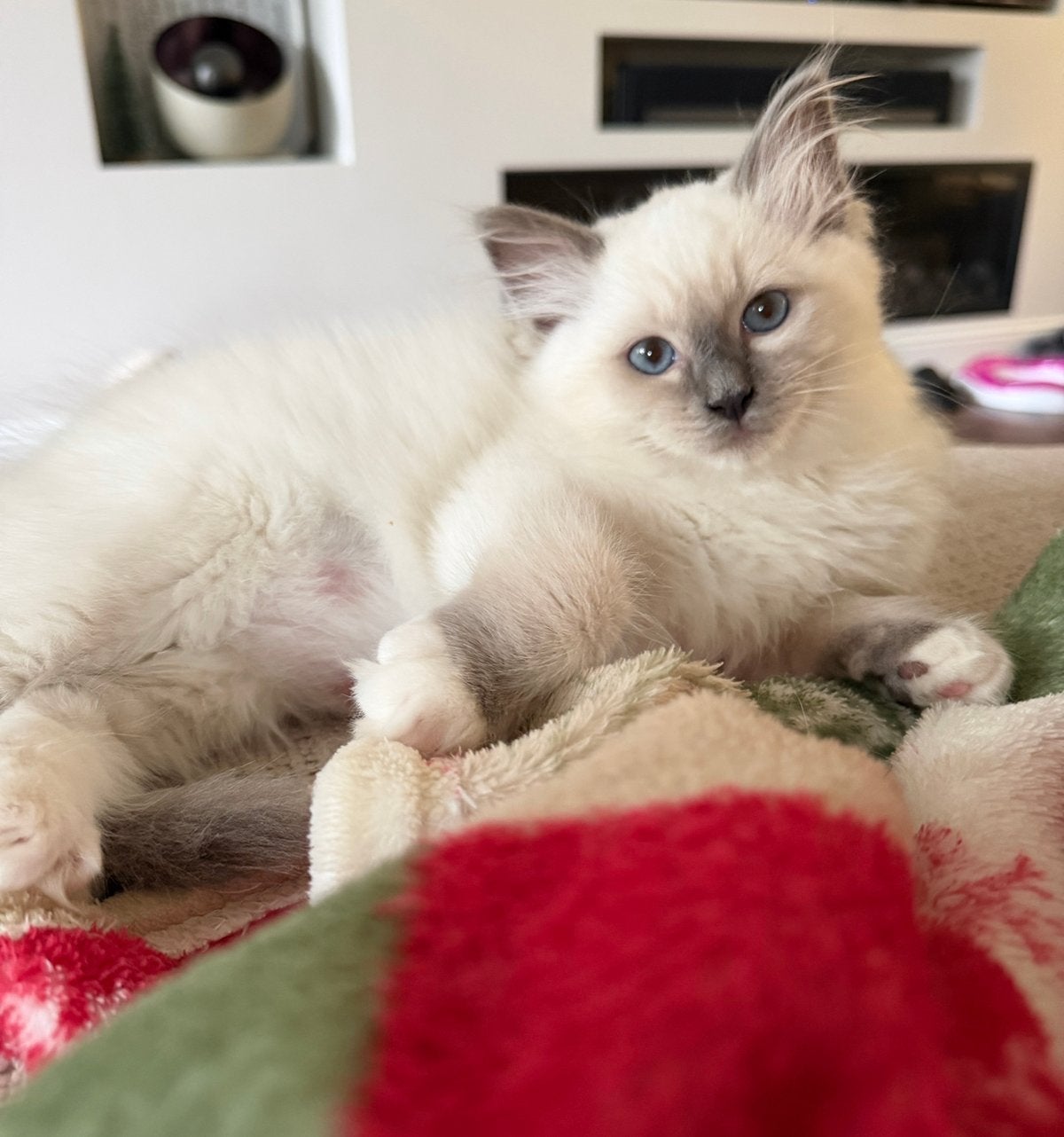 Prachtige ragdoll kittens 11 weken oud, Meerdere dieren, Ingeënt, 0 tot 2 jaar