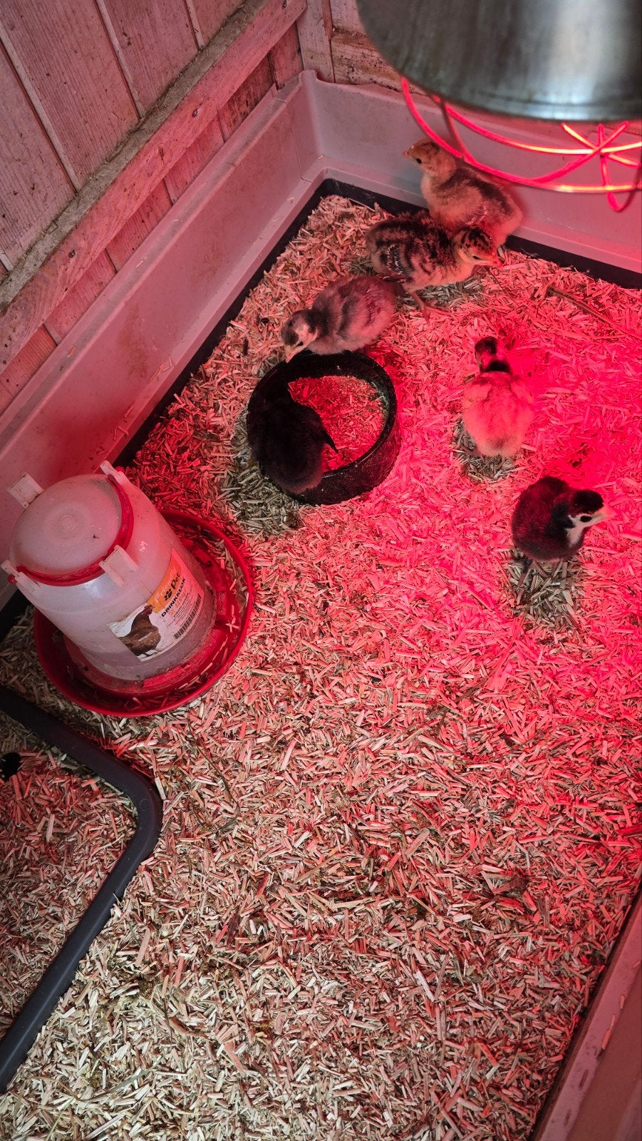 Jonge kalkoenen, Dieren en Toebehoren, Pluimvee | Toebehoren, Ophalen, Overige typen