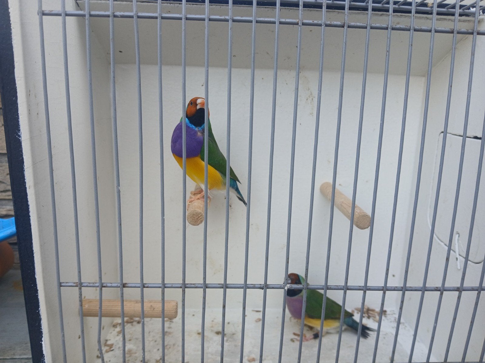 Tt kwaliteit gouldamedines, Dieren en Toebehoren, Vogels | Overige Vogels, Meerdere dieren