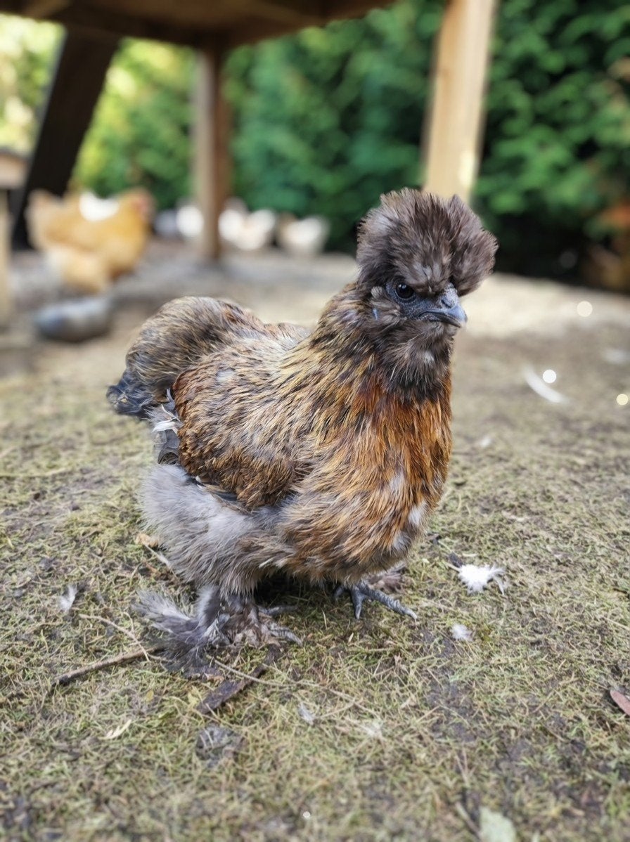 Jonge Zijdehoender (patrijs) Kip / hen, Dieren en Toebehoren, Vrouwelijk, Kip