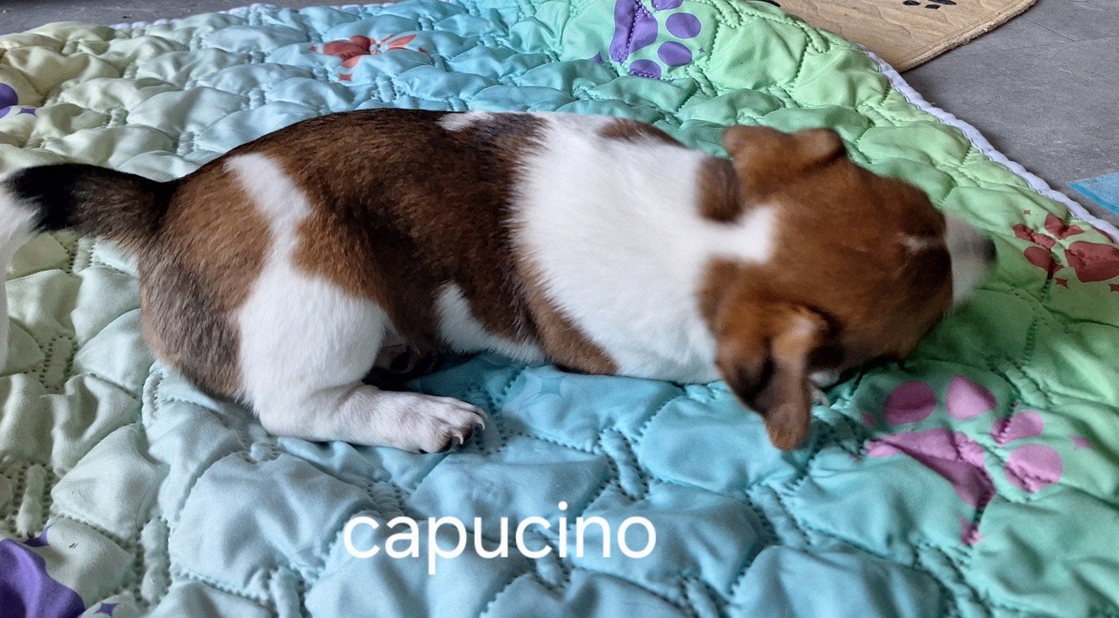 Wij mogen bijna opzoek naar ons 4ever huisje, Jack Russell Terriër, Meerdere, Meerdere dieren, Nederland