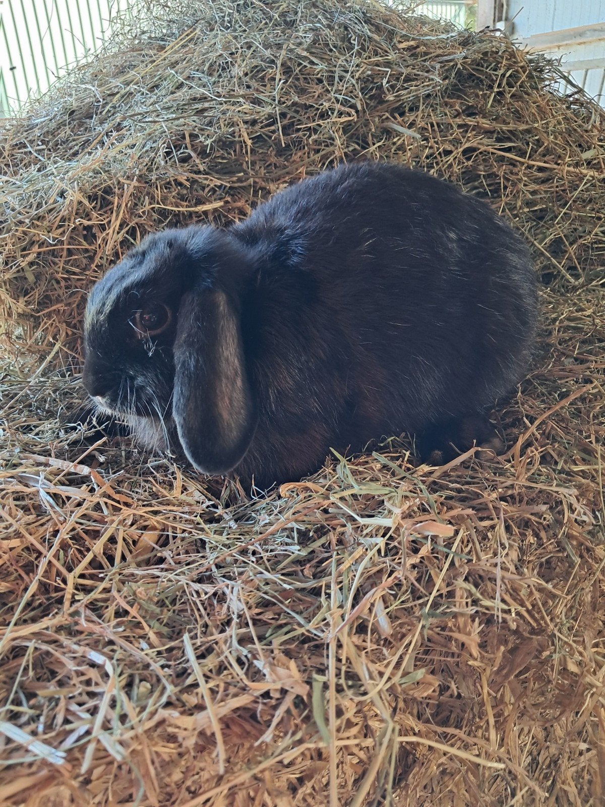 Lieve voedster dwerghangoorkonijn zoek nieuw thuis, Vrouwelijk, Dwerg, Hangoor, 0 tot 2 jaar