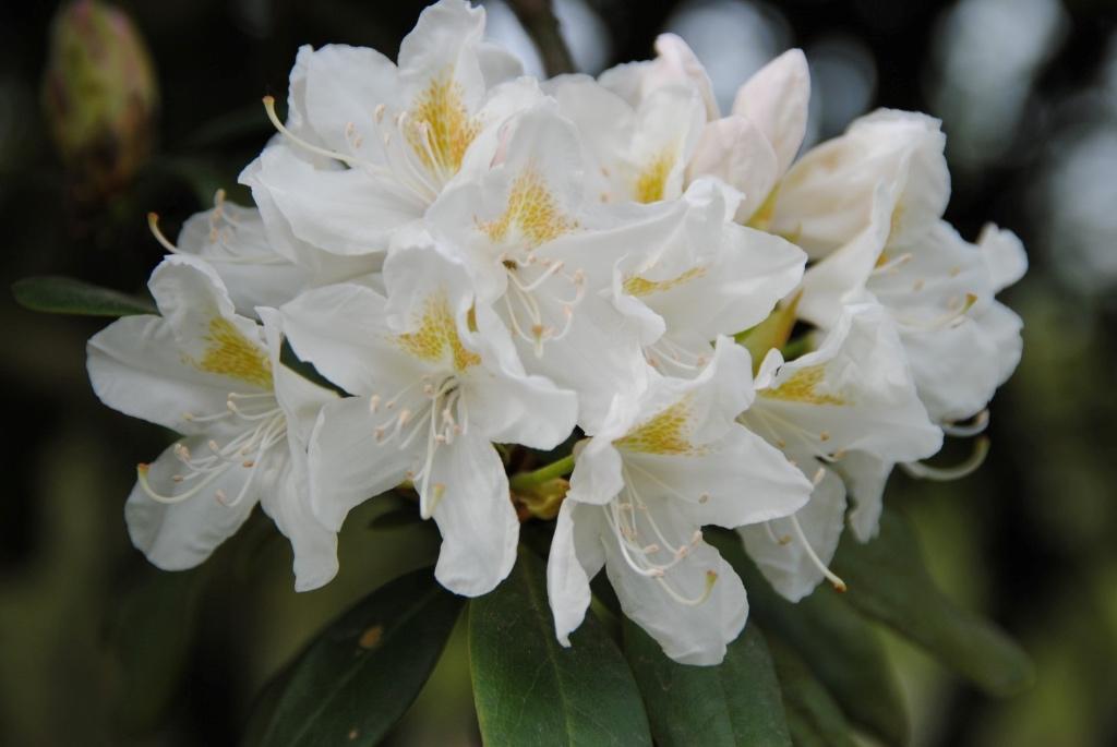 Rhododendron wit. Actie!, Ophalen, Overige soorten, Halfschaduw