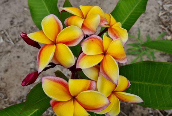 Plumeria ‘Dusk’ INCL. bloemknop direct vd kweker 1 & 2 mei, Ophalen, Minder dan 100 cm